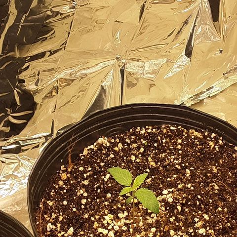 OG Kush growlog timeline photo