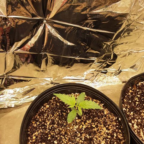 Gelato growlog timeline photo