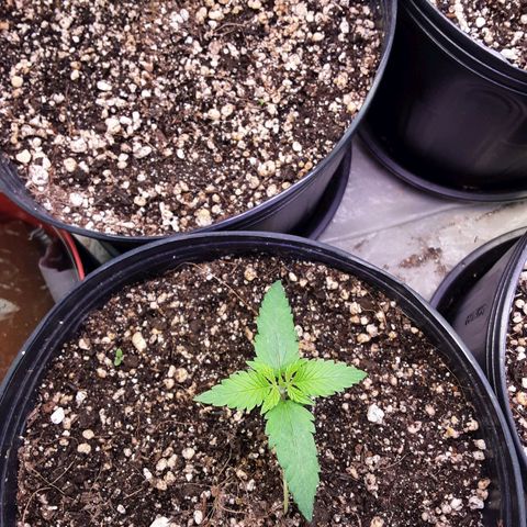 OG Kush growlog timeline photo