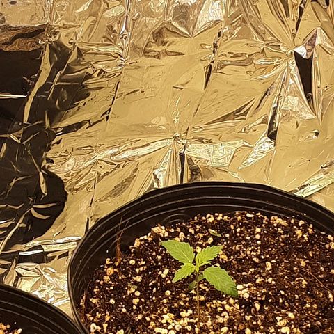 OG Kush growlog timeline photo