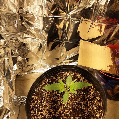 Gelato growlog timeline photo