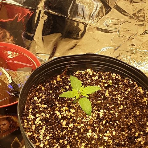 OG Kush growlog timeline photo