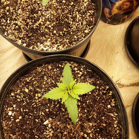 OG Kush growlog timeline photo