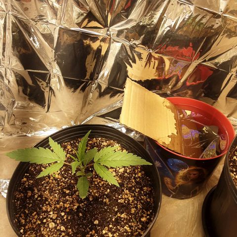 Gelato growlog timeline photo