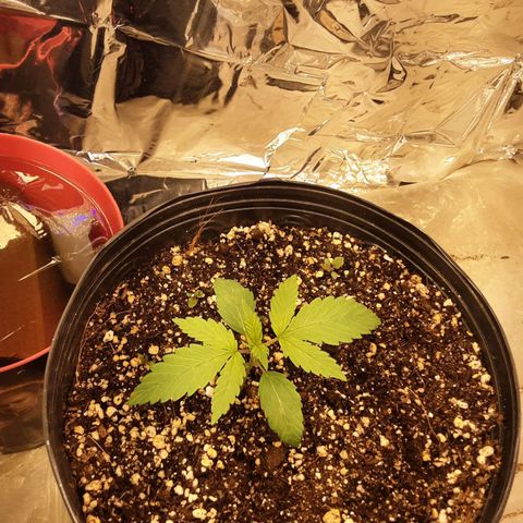 OG Kush growlog timeline photo