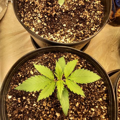 OG Kush growlog timeline photo