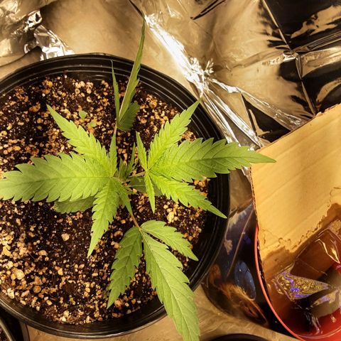 Gelato growlog timeline photo