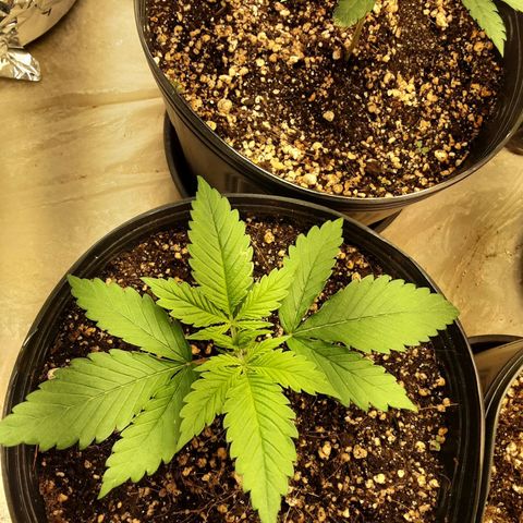 OG Kush growlog timeline photo