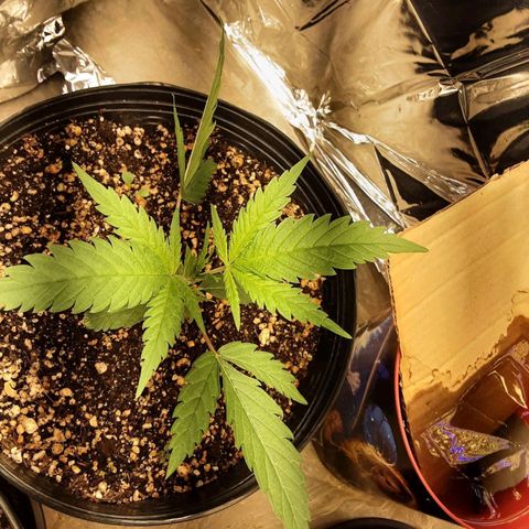 Gelato growlog timeline photo