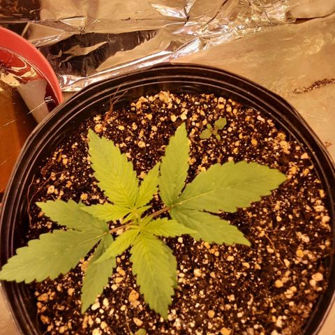 OG Kush growlog timeline photo