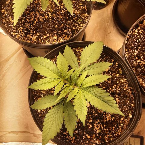 OG Kush growlog timeline photo