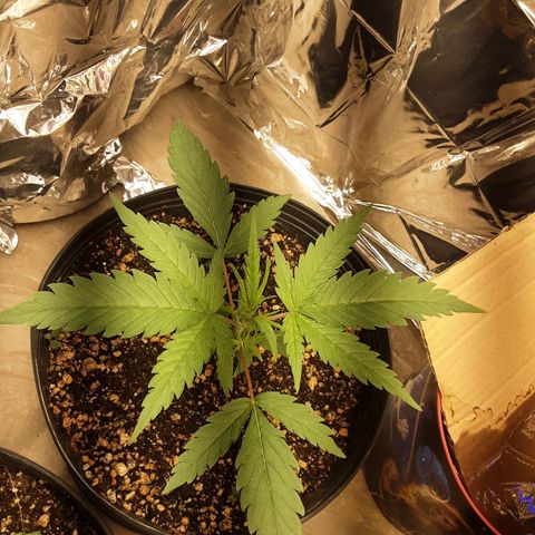 Gelato growlog timeline photo