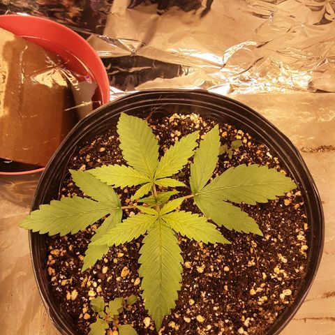 OG Kush growlog timeline photo