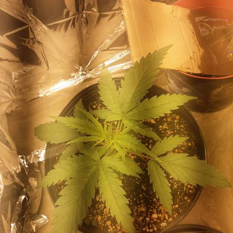 Gelato growlog timeline photo