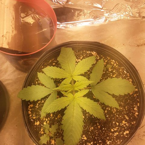 OG Kush growlog timeline photo