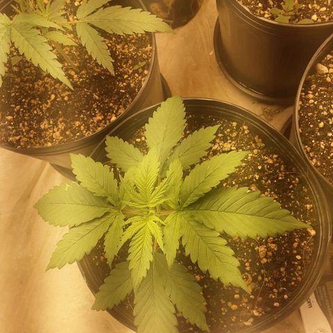OG Kush growlog timeline photo