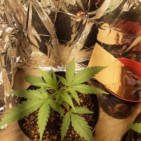 Gelato growlog timeline photo