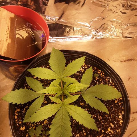 OG Kush growlog timeline photo