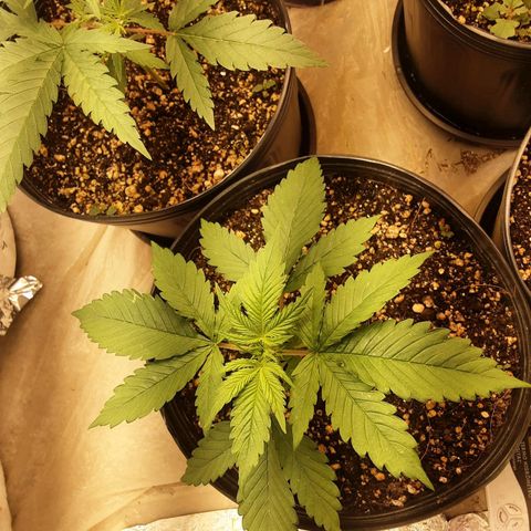 OG Kush growlog timeline photo