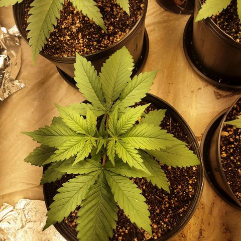 OG Kush growlog timeline photo