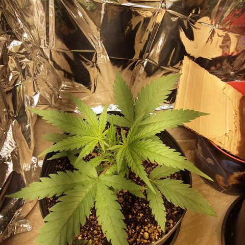 Gelato growlog timeline photo