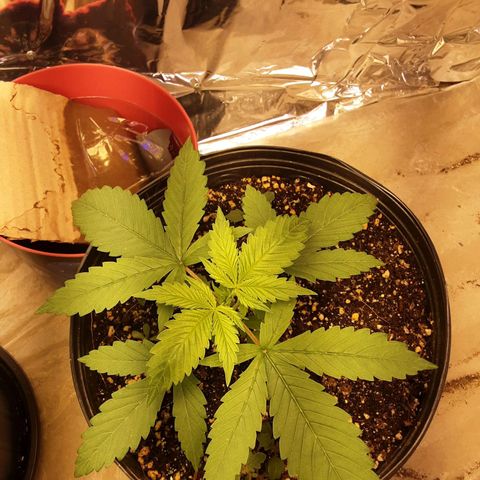 OG Kush growlog timeline photo