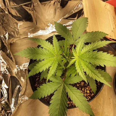 Gelato growlog timeline photo
