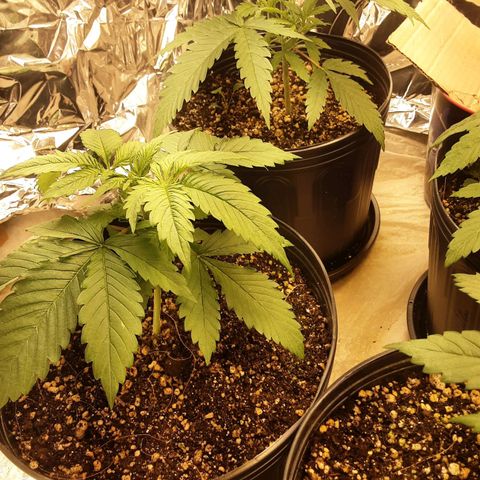 OG Kush growlog timeline photo