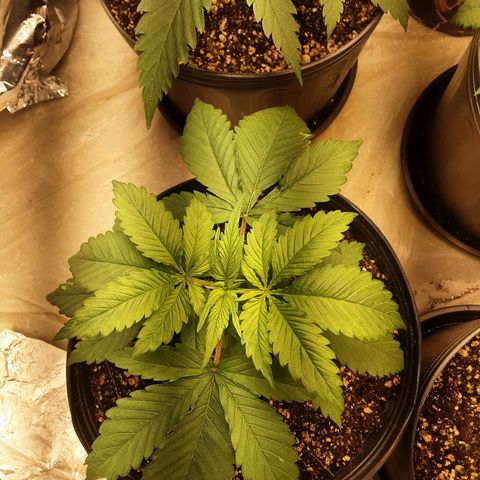 OG Kush growlog timeline photo