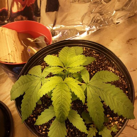 OG Kush growlog timeline photo