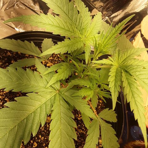 Gelato growlog timeline photo