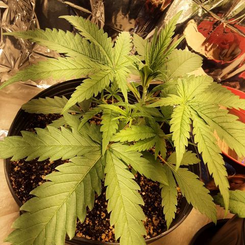 Gelato growlog timeline photo