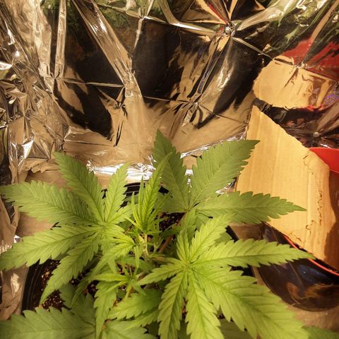 Gelato growlog timeline photo