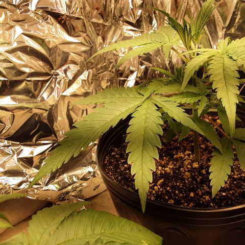 Gelato growlog timeline photo