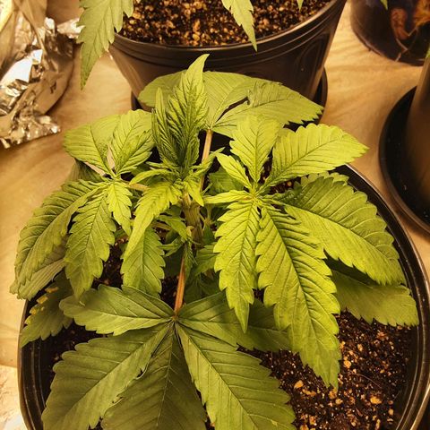 OG Kush growlog timeline photo