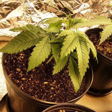 OG Kush growlog timeline photo