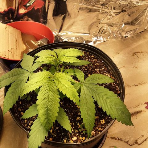 OG Kush growlog timeline photo