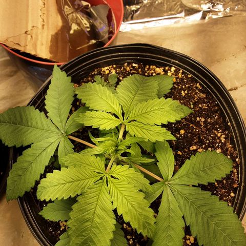 OG Kush growlog timeline photo