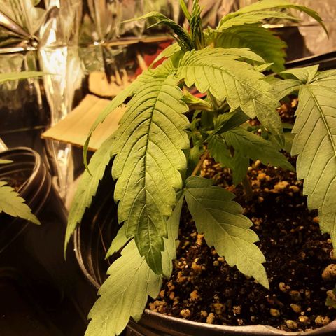 OG Kush growlog timeline photo