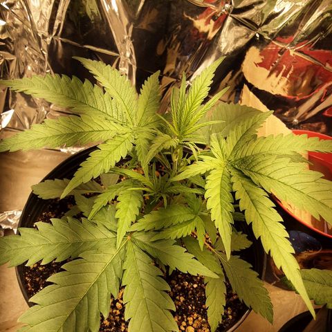 Gelato growlog timeline photo