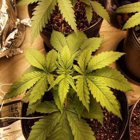 OG Kush growlog timeline photo