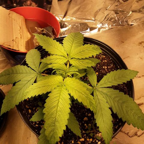 OG Kush growlog timeline photo
