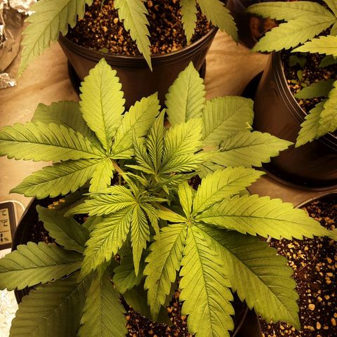 OG Kush growlog timeline photo