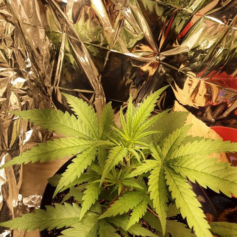 Gelato growlog timeline photo