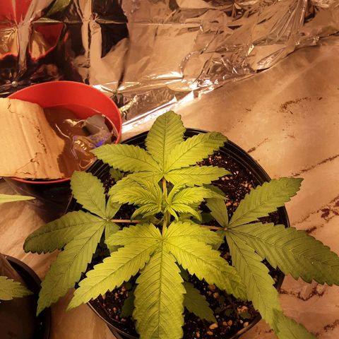 OG Kush growlog timeline photo
