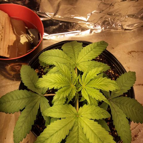 OG Kush growlog timeline photo
