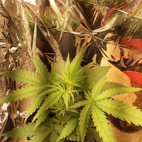 Gelato growlog timeline photo