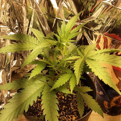 Gelato growlog timeline photo