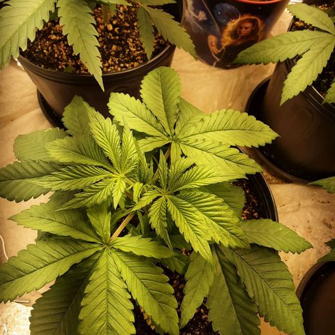 OG Kush growlog timeline photo