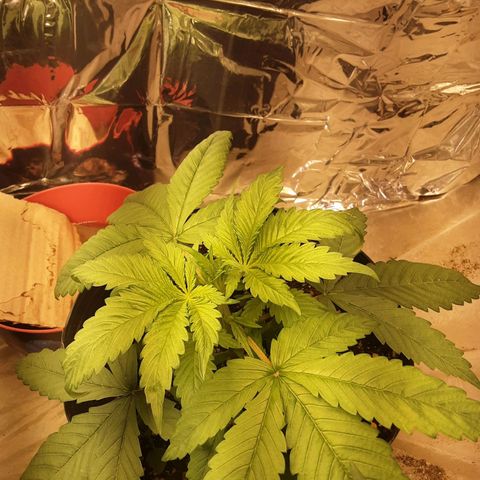 OG Kush growlog timeline photo